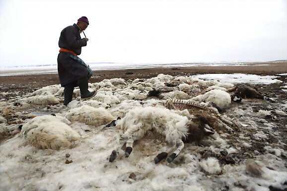 Dzud en Mongolia