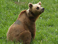 Los viandantes y el oso