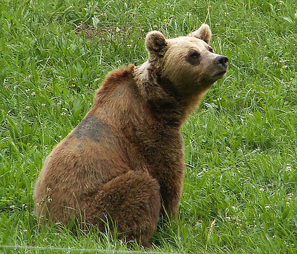 Los viandantes y el oso