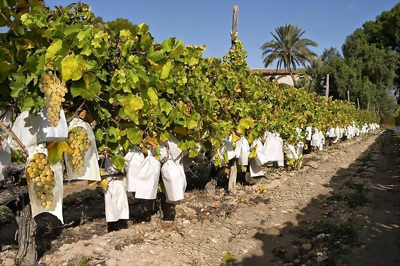 Uvas del Vinalopó para la nochevieja
