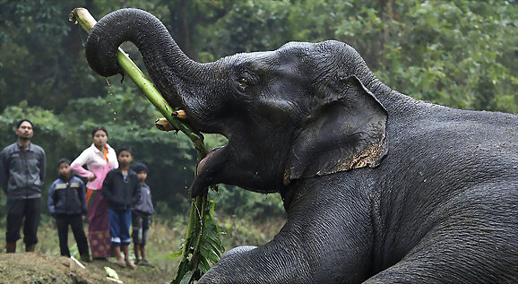 Los últimos de Sumatra.