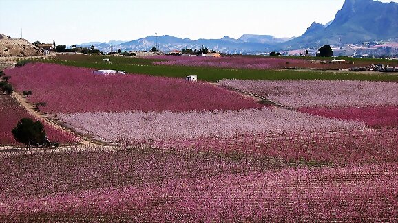 Floración en Cieza