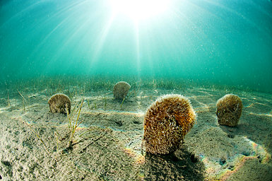 Nacras en el Mar Menor