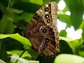 Mariposario de Benalm&aacute;dena