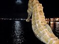 Noches de verano
