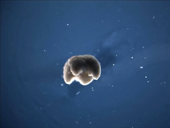 Biobots