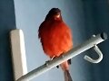 El p&aacute;jaro