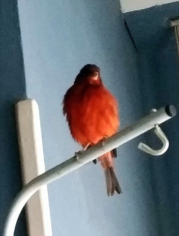 El pájaro