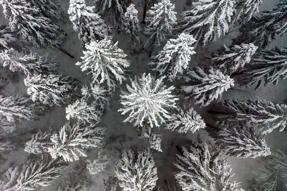 Año de nieves