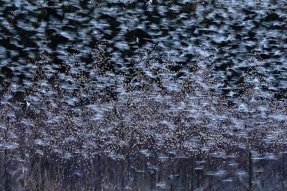 Bosque de plumas