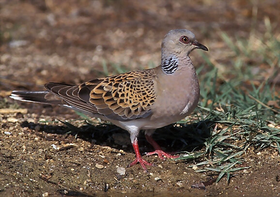 Tórtola Europea