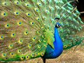 Leyenda de los 100 ojos de Argos y el pavo real