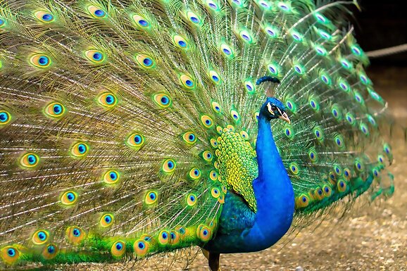 Leyenda de los 100 ojos de Argos y el pavo real
