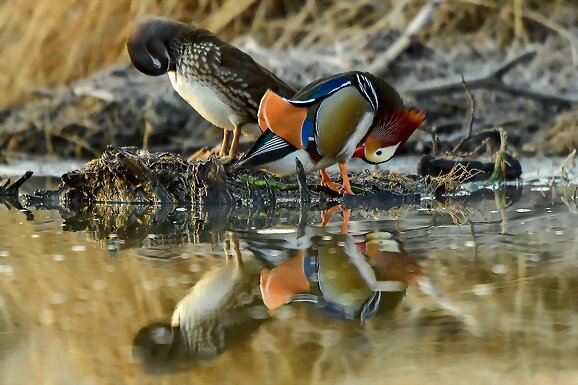 Regreso de los patos mandarines