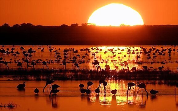 Proteger Doñana