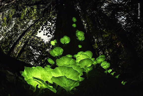 Bosque iluminado