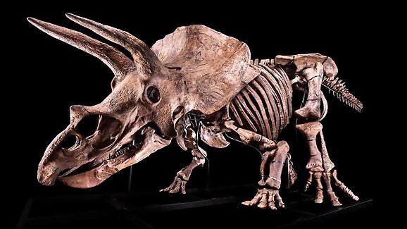 Adjudicado el Triceratops