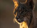 Linces de Castilla
