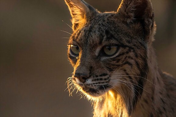 Linces de Castilla