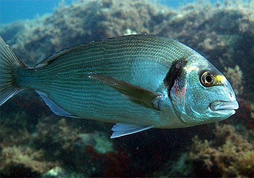Dorada al horno en costra de pan rallado