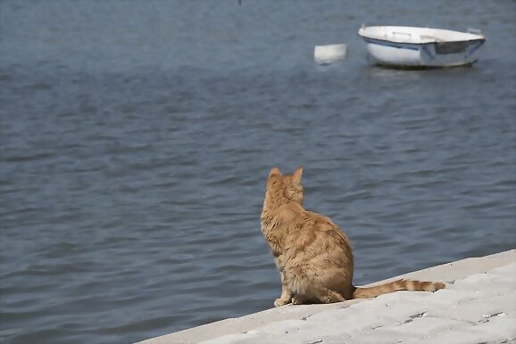 Tripulación felina