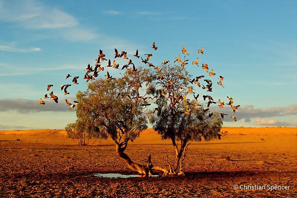 Cacatúas Galah