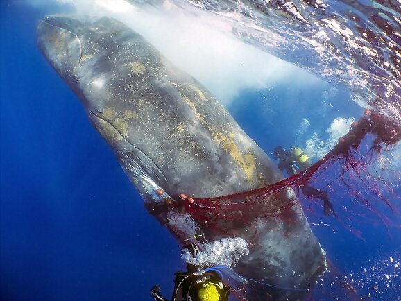 La Ballena de Cala Millor