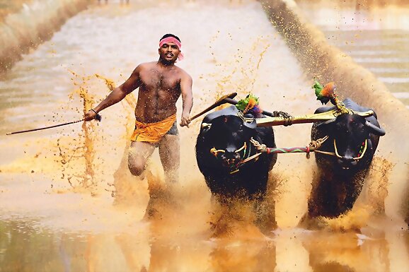 Kambala: Carrera tradicional