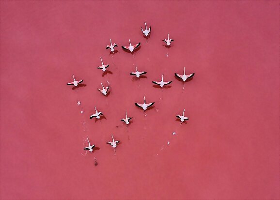 Flamencos sobre las aguas rosas