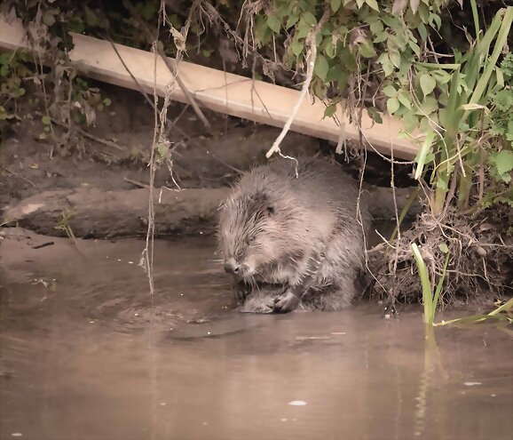 Beaver bombing