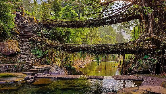Los puentes vivientes de Meghalaya