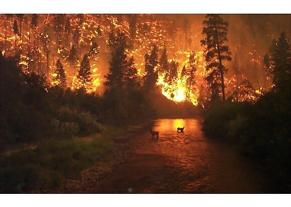 Incendios forestales