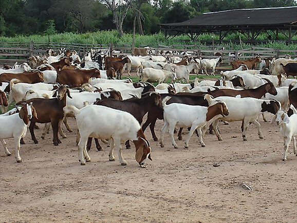 40 cabras y 20 vacas