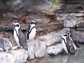 Ping&uuml;inos