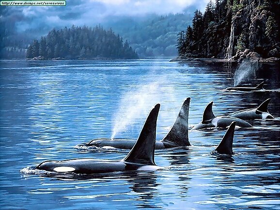 Ballenas