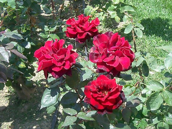Primavera