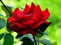 La Rosa/Jorge Luis Borges