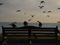 P&aacute;jaros
