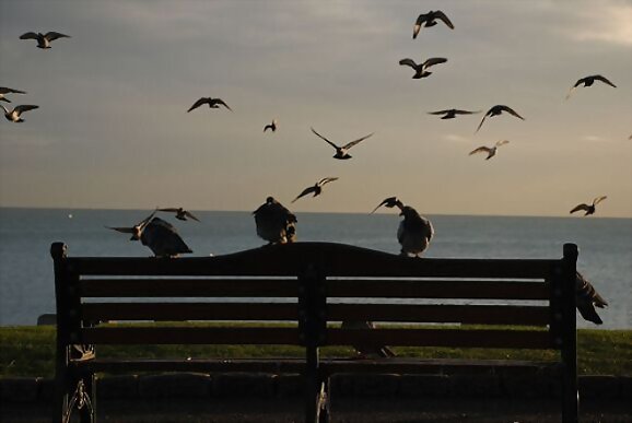 Pájaros