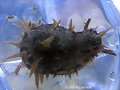 Bursatella leachii, especie invasora