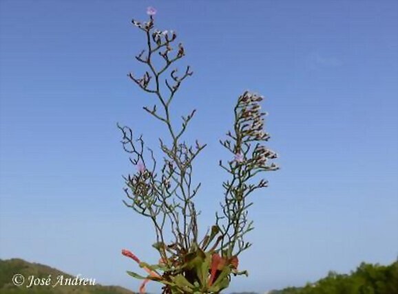 Siempreviva de Cartagena (Limonium carthaginense)