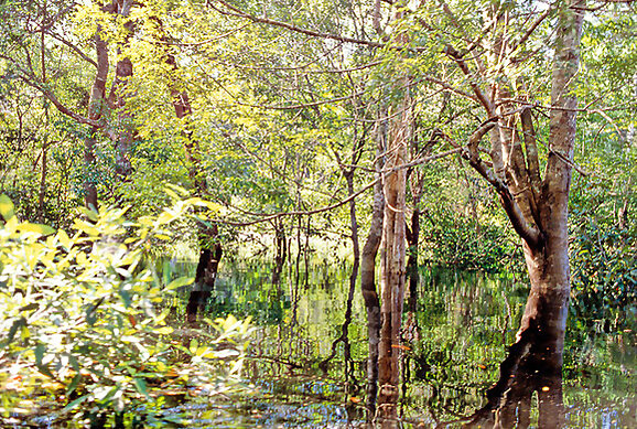 Amazonia brasileña