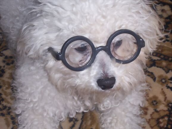 Intelectual canino