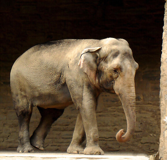 Elefante