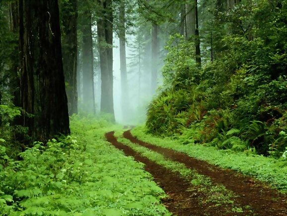 Los bosques en la literatura