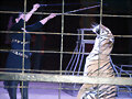 Circo Chen en Lucena