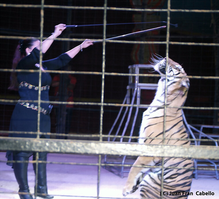 Circo Chen en Lucena