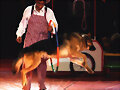 Circo Royal Malaga Abril 2012