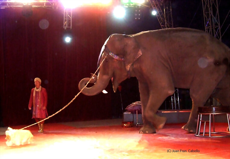 Familia Kludski  en el Circo Royal