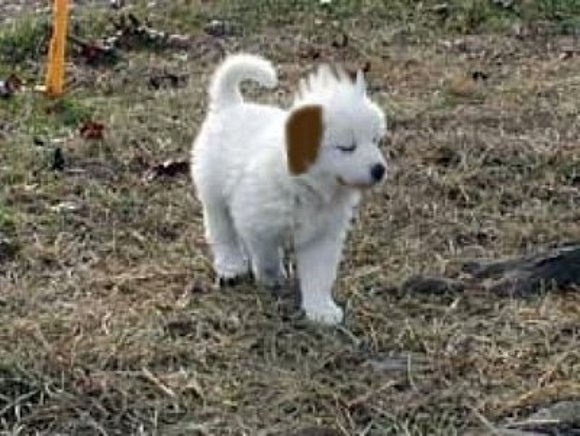 akamaru